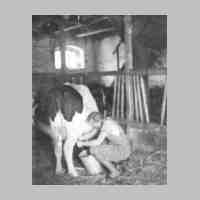 015-0057 Renate von Koss beim Melken im Jahre 1943.jpg